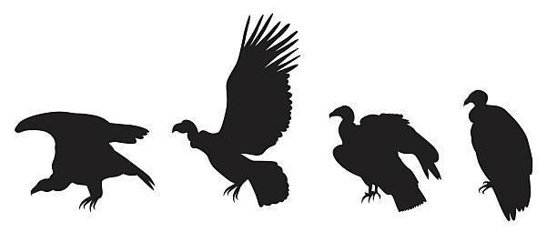 Condors On The Verge Of Extinction A vector silhouette illustration of a condor in various stages of take-off. condor stock illustrations