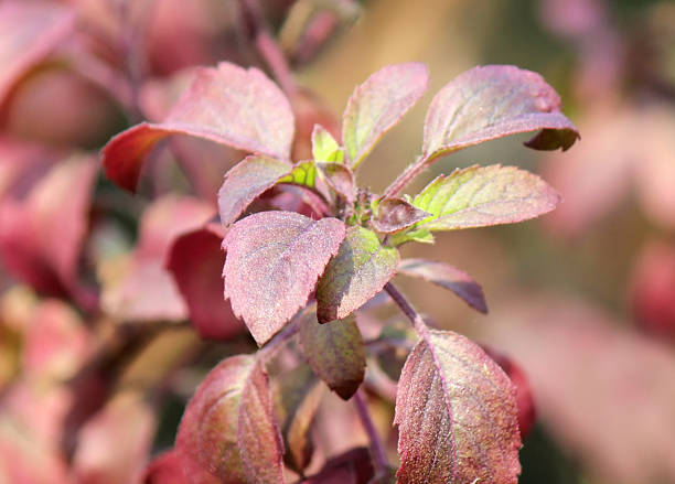 istock Holy Basil or thulasi leaves 488654295