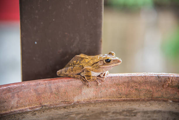 Closeup species of a small green frog