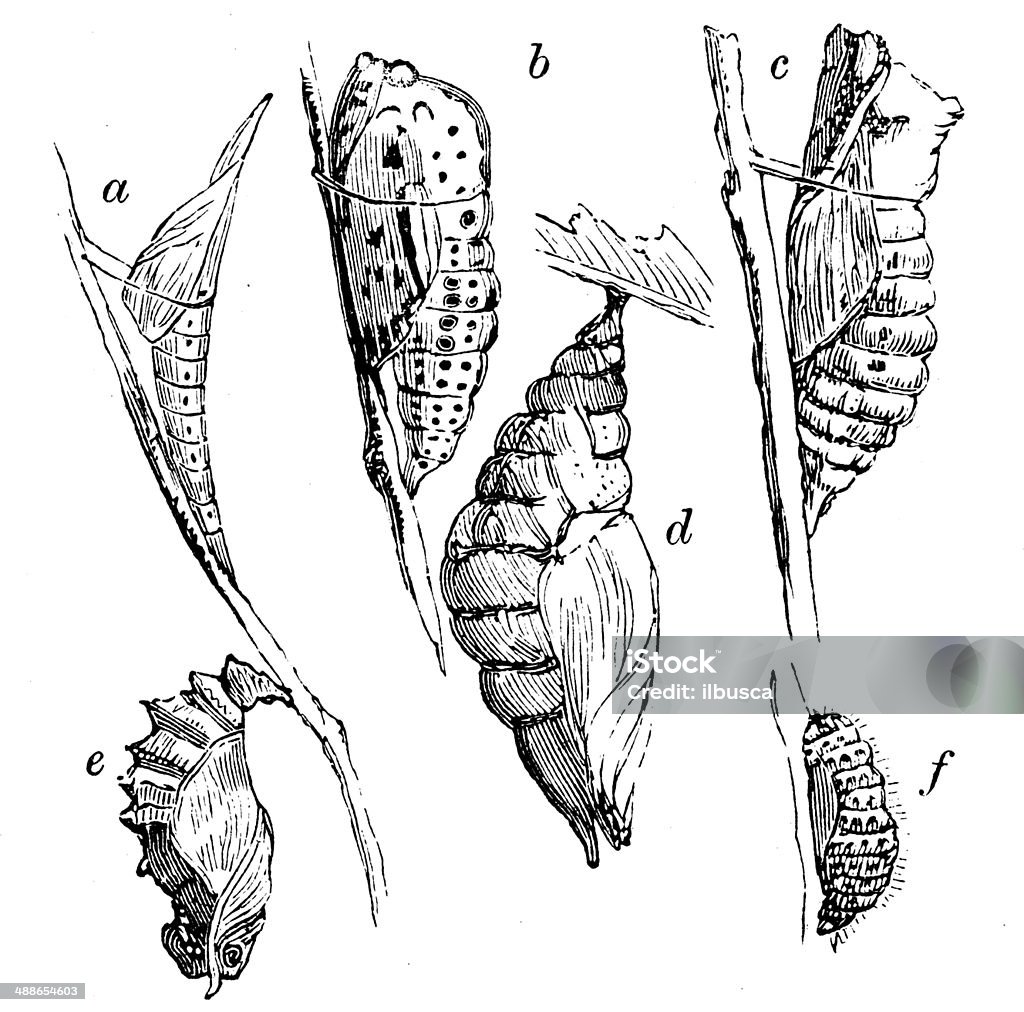 Antique illustration of various forms of Chrysalis Cocoon - Animal Stage stock illustration