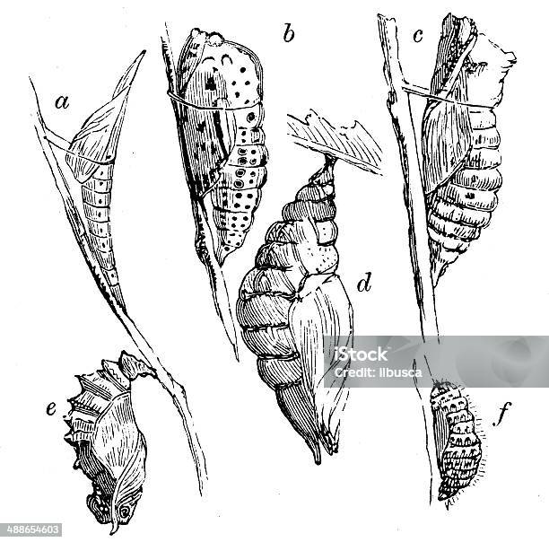 Antique Illustration Of Various Forms Of Chrysalis Stock Illustration - Download Image Now - Cocoon - Animal Stage, Butterfly - Insect, Illustration