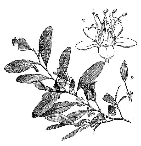 antyczne ilustracja przedstawiająca erythroxylum coca - kane stock illustrations