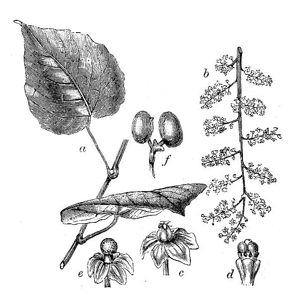 istock Antique illustration of Anamirta cocculus, Cucculus indicus 488654653