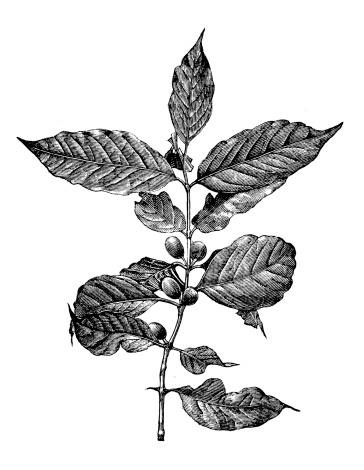Antique illustration of coffee tree