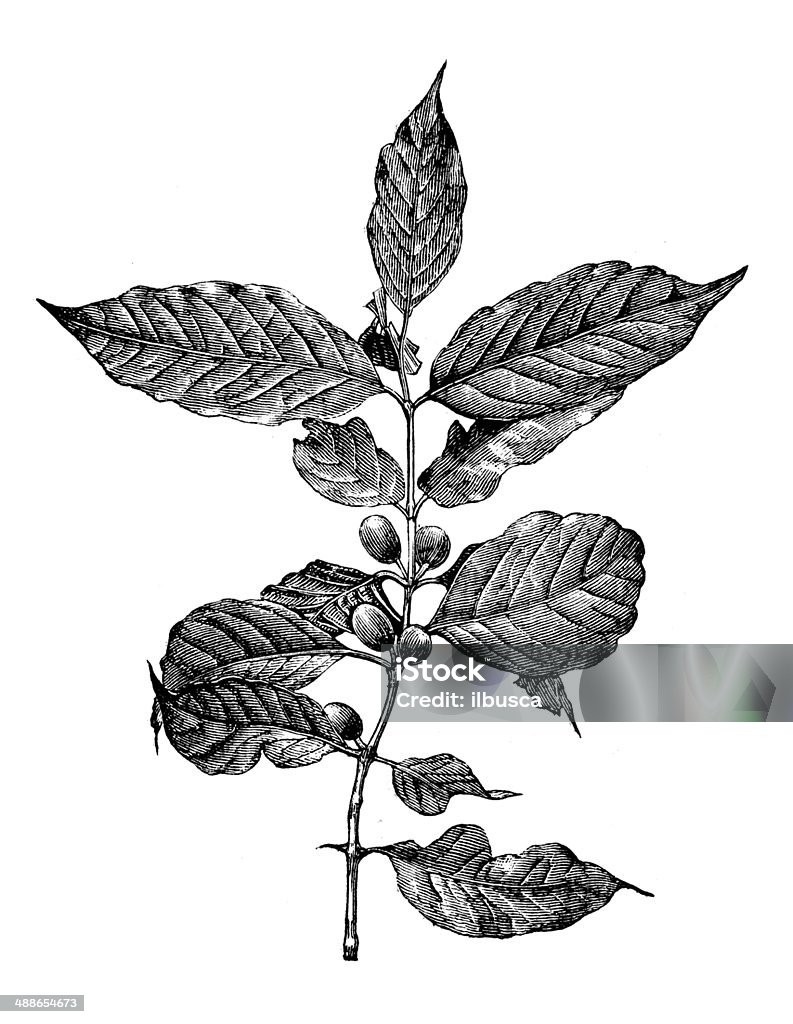 Antique illustration of coffee tree Coffee - Drink stock illustration