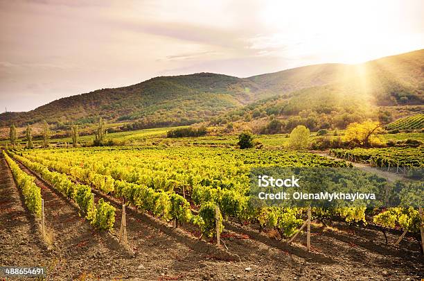 Vineyards Stock Photo - Download Image Now - Agricultural Field, Agriculture, Autumn