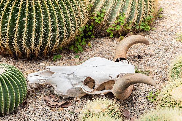 Desert a bleached buffalo skull on the ground neas some cactus in a barren desert burned corpse stock pictures, royalty-free photos & images