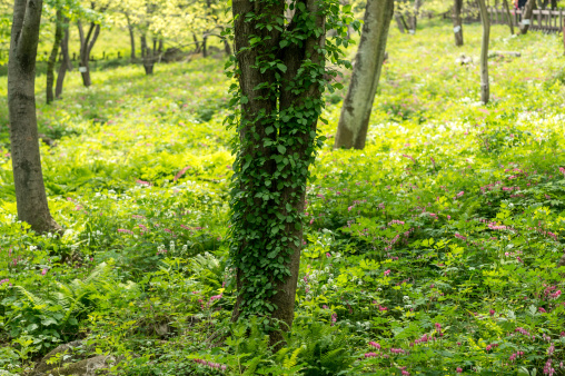 Field of Lamprocapnos in South Korea