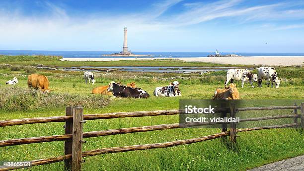 Herd Of Cows On Pasture Stock Photo - Download Image Now - Cow, Normandy, Brittany - France