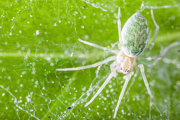 dictynidae паук - mesh web spider стоковые фото и изображения