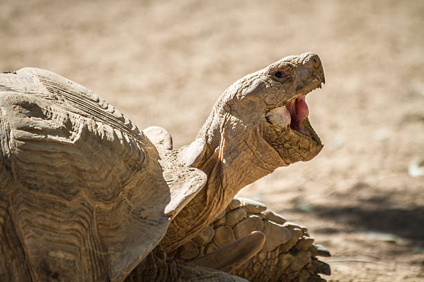 ridere tartaruga - desert tortoise foto e immagini stock