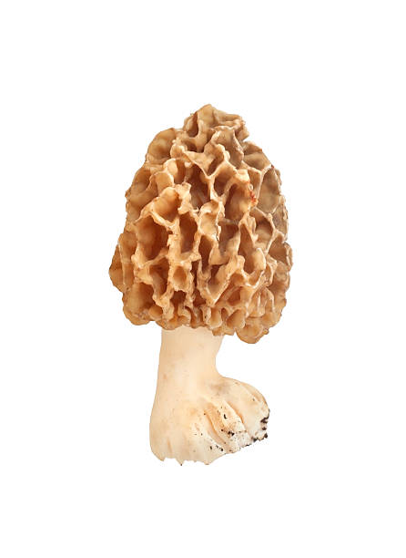 spugnola isolato su sfondo bianco - morel mushroom foto e immagini stock