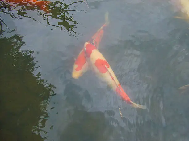 Koi nishikigoi fish ornamental variety of common carp kept for decorative purposes in outdoor ponds or water gardens