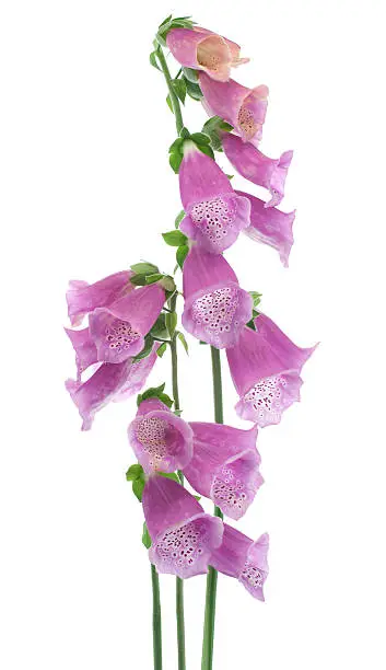 Studio Shot of Purple Colored Foxglove Flower Isolated on White Background. Large Depth of Field (DOF). Macro.