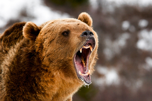 Close up of Growling Grizzly Bear