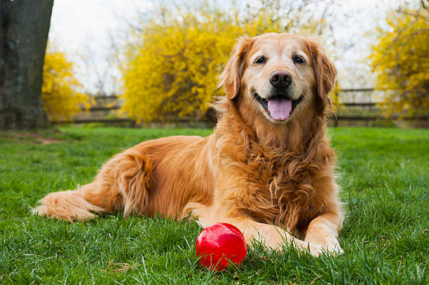 senior golden retriever mit ball - retriever golden retriever dog happiness stock-fotos und bilder