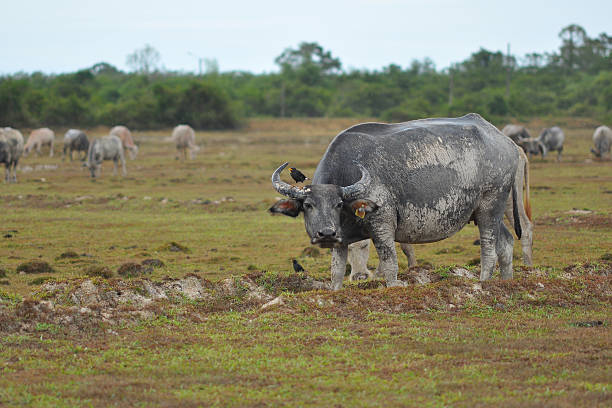 istock Buffaloes in prairie, Thailand 488659032