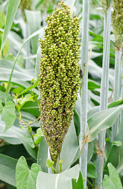 istock Sorghum or Millet in the field 488659690