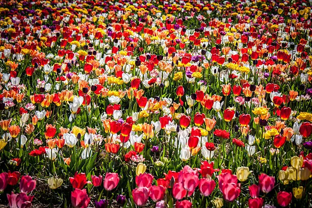 yellow, orange, red, pink, purple, and white tulips in large field