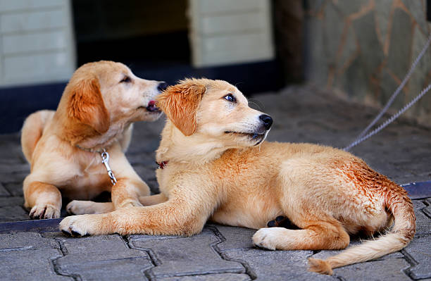 istock Golden labrador retriever puppy 488660420
