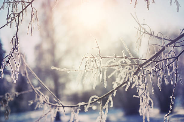 istock Hoarfrost on the trees in winter forest 488660756