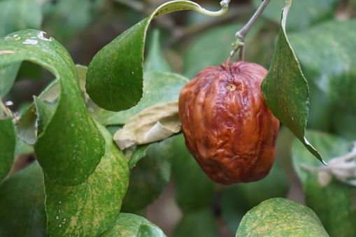 closeup ripe of Indian jujube in the plantation
