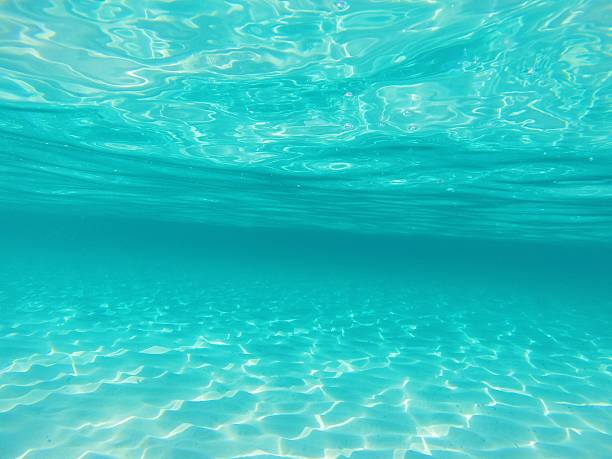 istock SWIMMING IN THE SEA 488661172