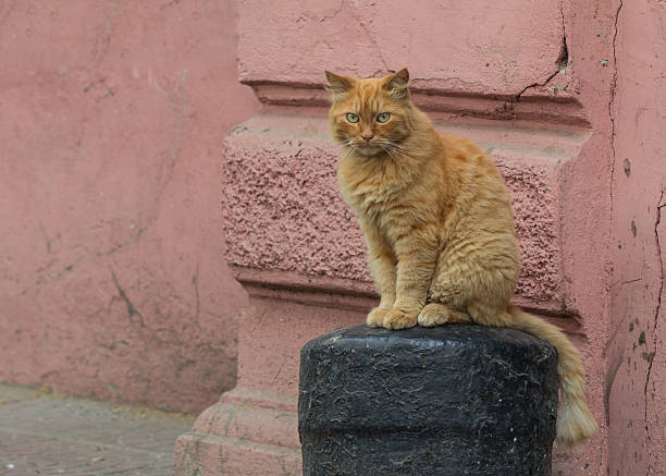 istock Funny fluffy cat on 