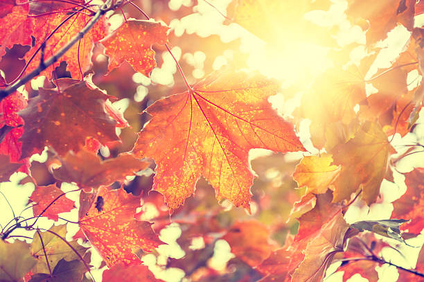 istock Yellow and red maple leaves in forest at sunny day 488661290