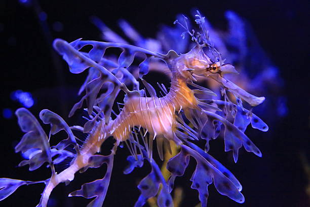Leafy sea dragon Leafy sea dragon in dramatic blue light. seadragons photos stock pictures, royalty-free photos & images