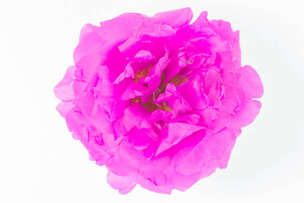 istock Pink flower isolated on white background 488661788