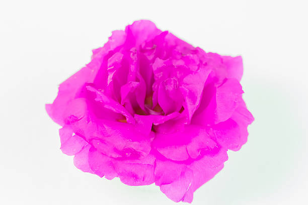 istock Pink flower isolated on white background 488661876