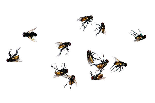 istock sticky paper fly trap.Dead fly isolated on white background. 488662572