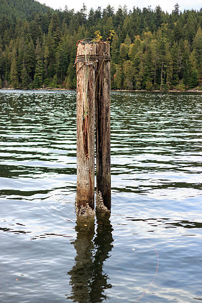 istock wooden pole in sea water 488662698