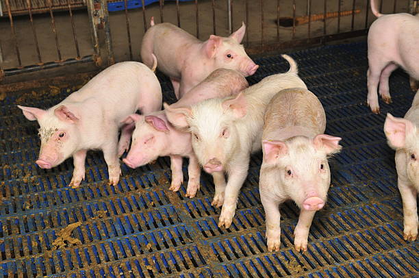 istock Pigs in the farm 488663002