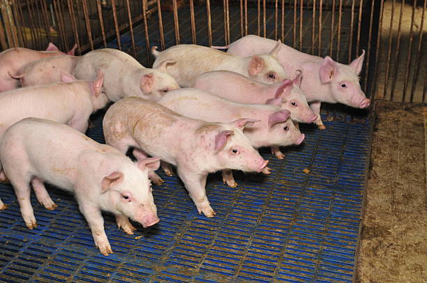 istock Pigs in the farm 488663084