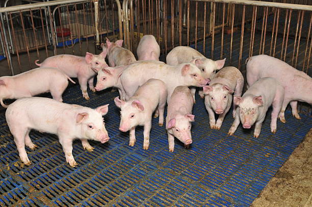 istock Pigs in the farm 488663150