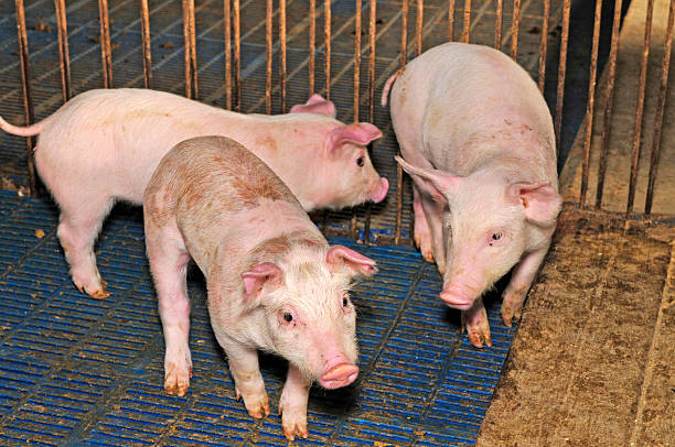 istock Pigs in the farm 488663236