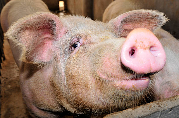 istock The farm pigs 488663360