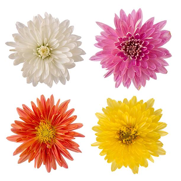 istock Isolated flowers set of 4 488663418