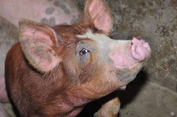 istock The farm pigs 488663420