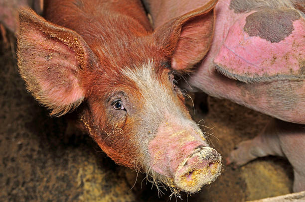 istock The farm pigs 488663520