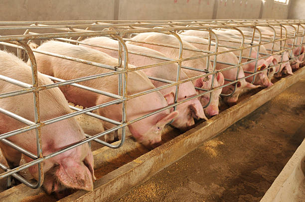 istock The farm pigs 488663598