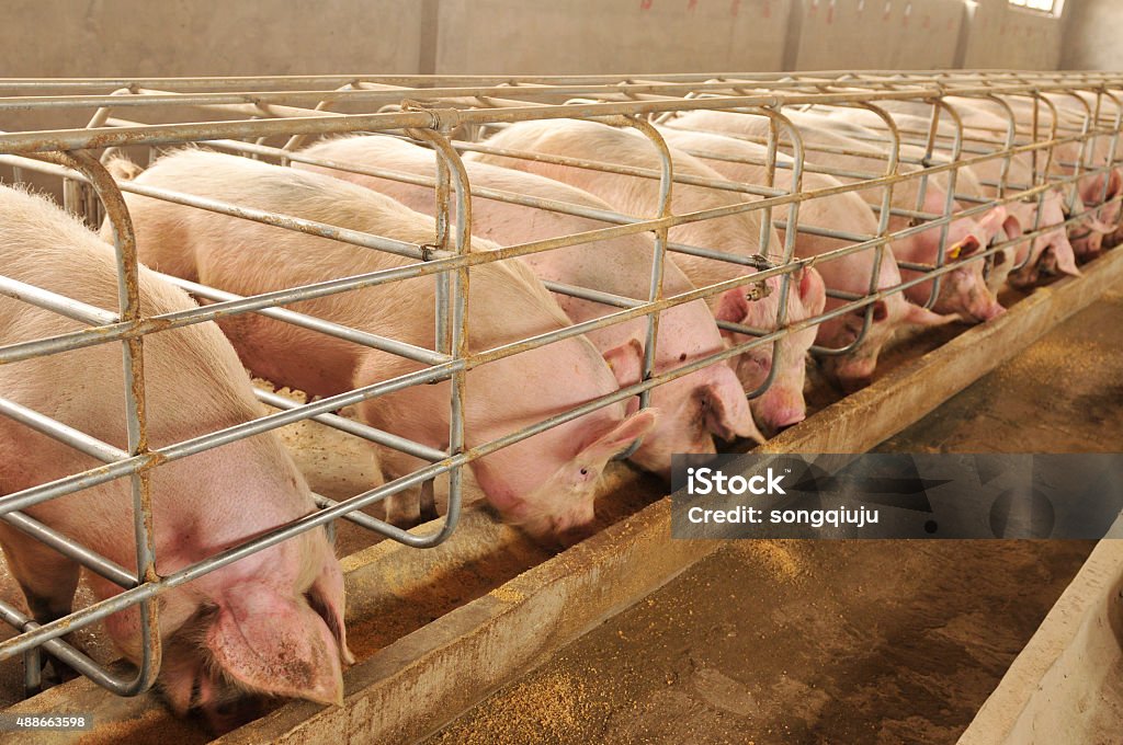 The farm pigs Pig Stock Photo