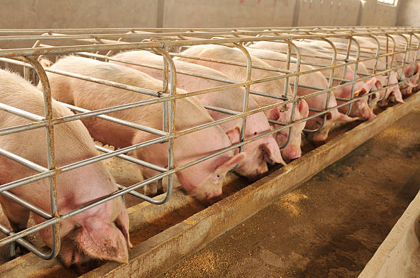 The farm pigs The farm pigs confined space stock pictures, royalty-free photos & images