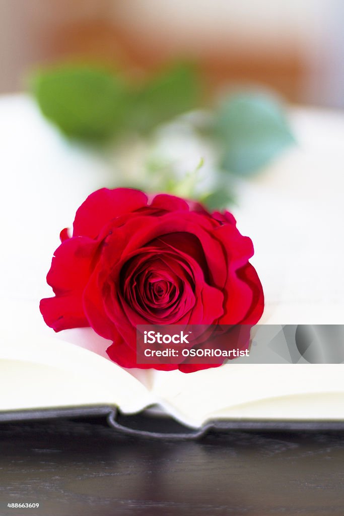 Czerwona Róża z otwartej książki - Zbiór zdjęć royalty-free (Biblia)