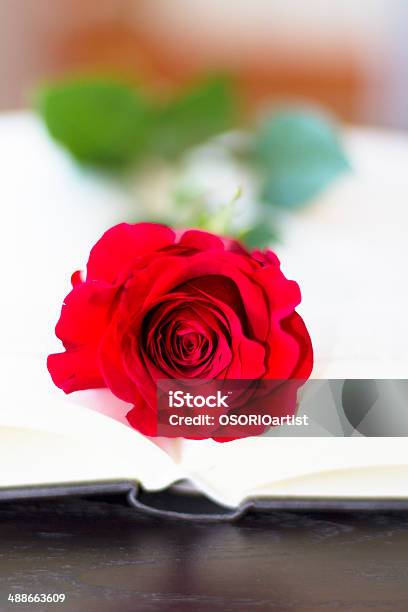 Czerwona Róża Z Otwartej Książki - zdjęcia stockowe i więcej obrazów Biblia - Biblia, Chrześcijaństwo, Czytać