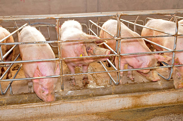 istock The farm pigs 488663752