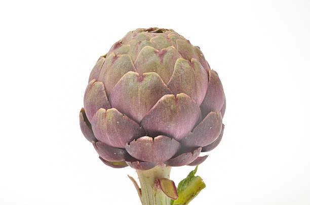 istock freshy artichoke on white background 488663760