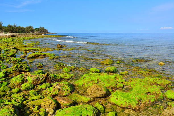 istock Intertidal zone at seashore with green seaweeds 488663806